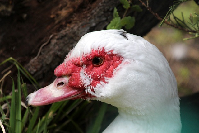 了多个冠军 了多个冠军